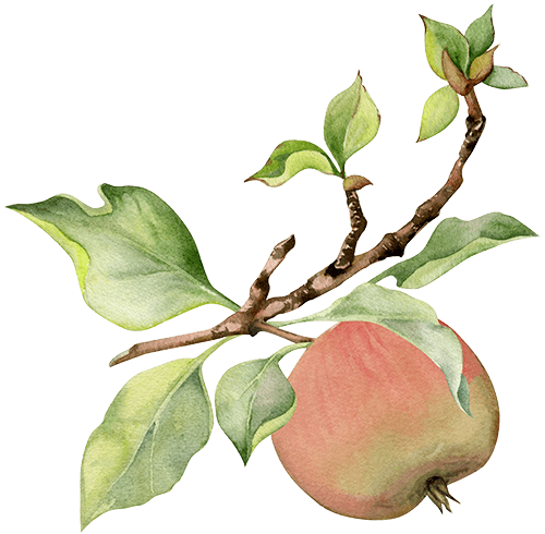 Äpple på kvist